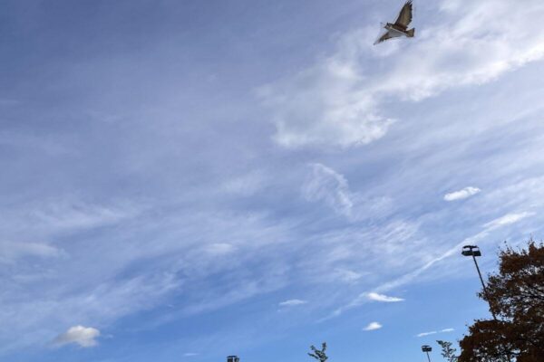 BDA41FBE-80BB-4C3B-BC50-590FFD166E4B