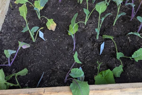 Garten(2)